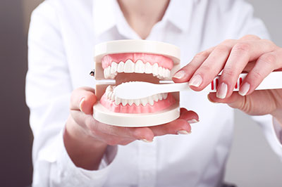 A person s hand holding a plastic model of a human mouth with teeth, set against a blurred background.